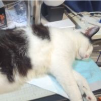 taoさん