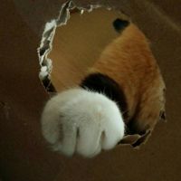 はなちゃんまん 会員画像
