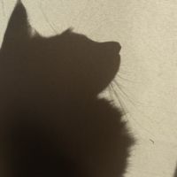 猫のフミフミ 会員画像