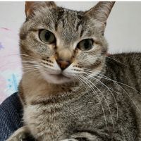 みこにゃんちゅう 会員画像