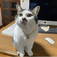 あしだけいた 会員画像