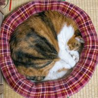 猫見屋太郎さん