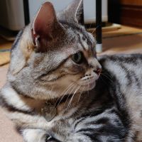 ももakane 会員画像