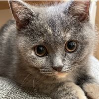 チャコ丸 会員画像