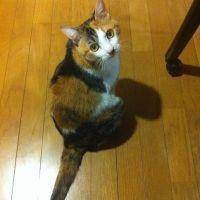 三毛ぬこ 会員画像