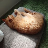 さかいしょう 会員画像