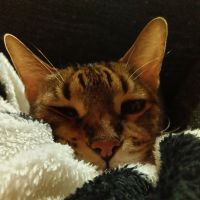 メグにゃ 会員画像