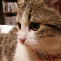 ツナはは 会員画像