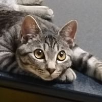 おぷくさん