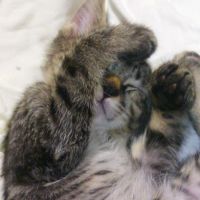 アテンザさん