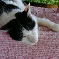 フランシス 会員画像