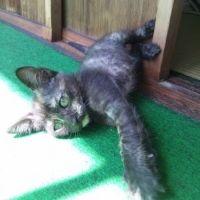 うずらとこと