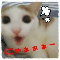 たぬえもん 会員画像
