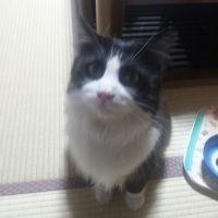 だいちゅう 会員画像