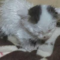 かえぴょん 会員画像