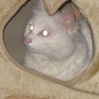 てっちょ 会員画像