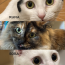 よもぎ　92