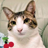 ネコまき 会員画像