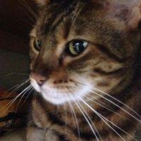 しおねこさん 会員画像