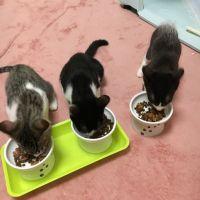 ネコエミコ 会員画像