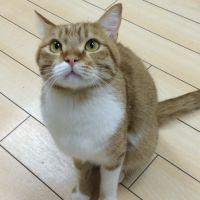 名探偵コニャン 会員画像