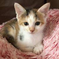 こねこねこにゃにゃ 会員画像