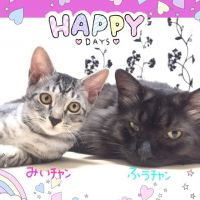 ふぅﾁｬﾝさん