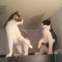 えりなるのママさん