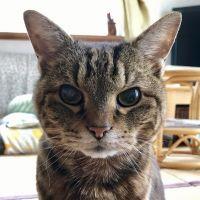 しばねこ 会員画像