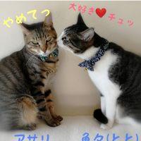 魚屋さんのパパ 会員画像