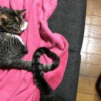 こたむぎ 会員画像