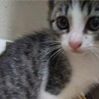 リナたろす(`・ω・´)キリッ 会員画像