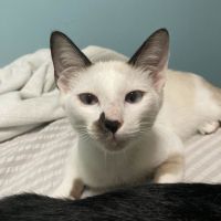 かえるのエルタさん