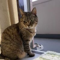 トミーのママさん