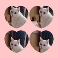ゆもゆも 会員画像
