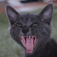 Caorinぱんくん 会員画像