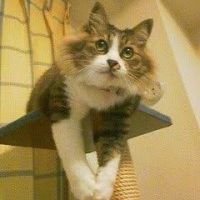 みーちゃんの元パパ 会員画像