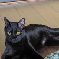 tomi0812 会員画像