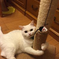 しろねこプリン 会員画像