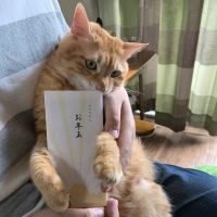 みねこo 会員画像