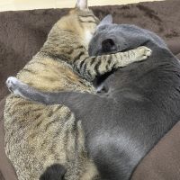 しん ち 会員画像