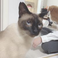 パピメオ 会員画像