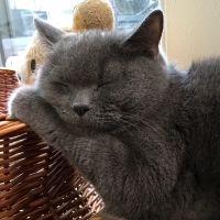 かちゃこ 会員画像