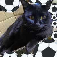 やえがし 会員画像