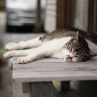 ちゃた 会員画像