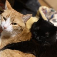 ねこずみさん 会員画像