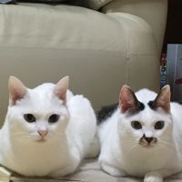 アンチまま 会員画像