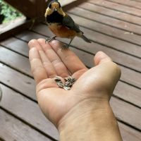 ネコっこ大好き 会員画像