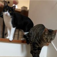 チャピュン 会員画像