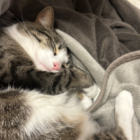 adorablecatsさん